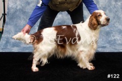 Welsh Springer Spaniel Club of South Wales Champ Show 06-02-2022, held at Forest Oak Farm, Lydney, Glos, GL15 4LN.