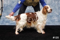 Welsh Springer Spaniel Club of South Wales Champ Show 06-02-2022, held at Forest Oak Farm, Lydney, Glos, GL15 4LN.