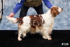 Welsh Springer Spaniel Club of South Wales Champ Show 06-02-2022, held at Forest Oak Farm, Lydney, Glos, GL15 4LN.