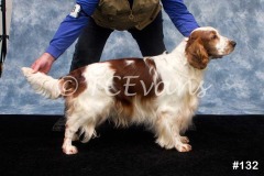 Welsh Springer Spaniel Club of South Wales Champ Show 06-02-2022, held at Forest Oak Farm, Lydney, Glos, GL15 4LN.