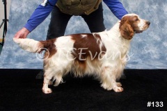 Welsh Springer Spaniel Club of South Wales Champ Show 06-02-2022, held at Forest Oak Farm, Lydney, Glos, GL15 4LN.