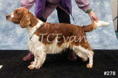 Welsh Springer Spaniel Club of South Wales Champ Show 06-02-2022, held at Forest Oak Farm, Lydney, Glos, GL15 4LN.