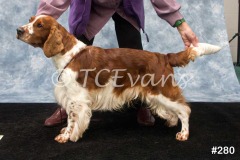 Welsh Springer Spaniel Club of South Wales Champ Show 06-02-2022, held at Forest Oak Farm, Lydney, Glos, GL15 4LN.