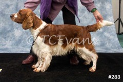 Welsh Springer Spaniel Club of South Wales Champ Show 06-02-2022, held at Forest Oak Farm, Lydney, Glos, GL15 4LN.