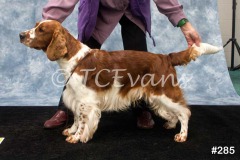 Welsh Springer Spaniel Club of South Wales Champ Show 06-02-2022, held at Forest Oak Farm, Lydney, Glos, GL15 4LN.