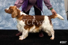 Welsh Springer Spaniel Club of South Wales Champ Show 06-02-2022, held at Forest Oak Farm, Lydney, Glos, GL15 4LN.