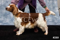 Welsh Springer Spaniel Club of South Wales Champ Show 06-02-2022, held at Forest Oak Farm, Lydney, Glos, GL15 4LN.