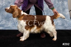 Welsh Springer Spaniel Club of South Wales Champ Show 06-02-2022, held at Forest Oak Farm, Lydney, Glos, GL15 4LN.