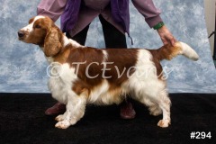 Welsh Springer Spaniel Club of South Wales Champ Show 06-02-2022, held at Forest Oak Farm, Lydney, Glos, GL15 4LN.